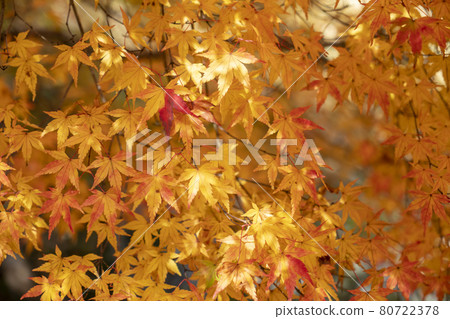 靜谷學校的秋葉 靜谷學校的秋葉 80722378