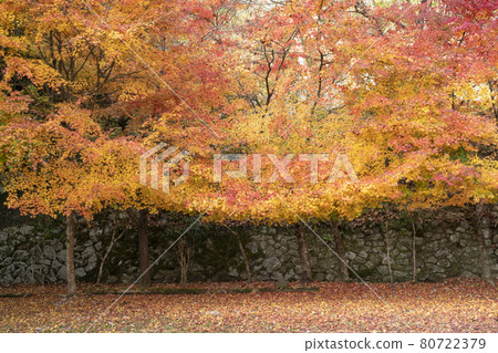 靜谷學校的秋葉 80722379