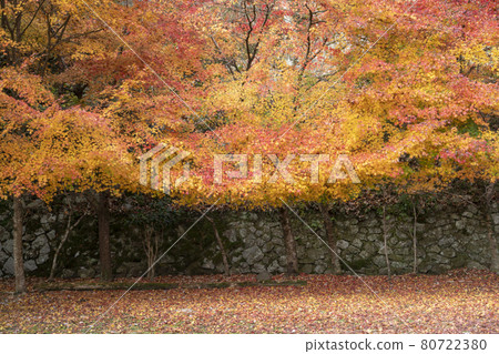 靜谷學校的秋葉 80722380