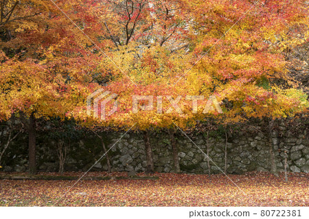 靜谷學校的秋葉 靜谷學校的秋葉 80722381