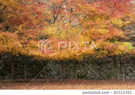 靜谷學校的秋葉 80722382