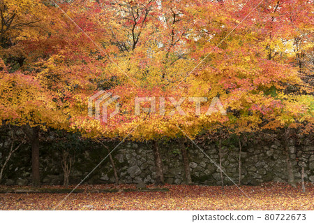 靜谷學校的秋葉 靜谷學校的秋葉 80722673
