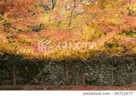 靜谷學校的秋葉 靜谷學校的秋葉 80722677