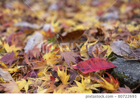 靜谷學校的秋葉 80722693