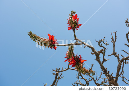 Deigo flower, the official flower of Okinawa, in contrast of a blue sky. Iriomote Island. Deigo flower, the official flower of Okinawa, in contrast of a blue sky. Iriomote Island. 80723090