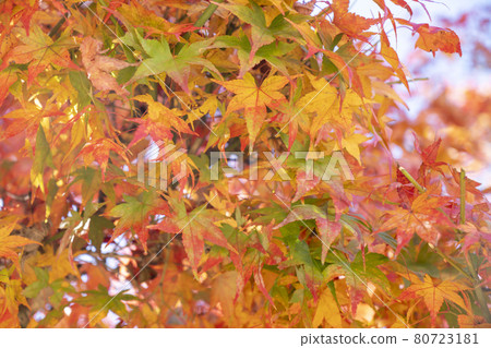 靜谷學校的秋葉 80723181