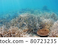沖繩美麗的珊瑚 80723235