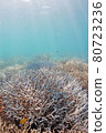 沖繩美麗的珊瑚 80723236