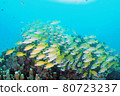 沖繩美麗的珊瑚和熱帶魚群 80723237