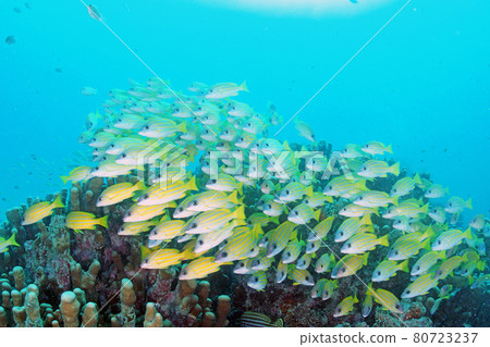 Beautiful coral and tropical fish school in Okinawa Beautiful coral and tropical fish school in Okinawa 80723237