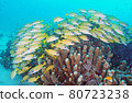沖繩美麗的珊瑚和熱帶魚群 80723238