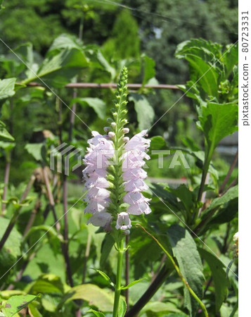This pale pink flower is an obedient plant This pale pink flower is an obedient plant 80723331