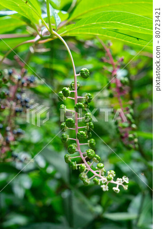 Pollia japonica bush 80723421