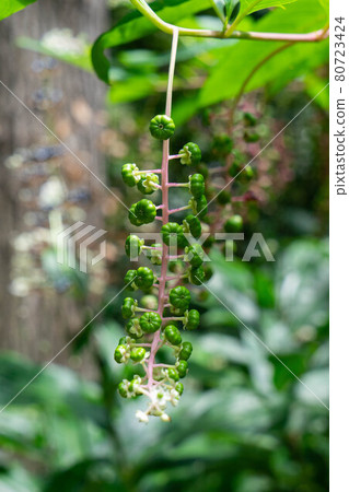 Pollia japonica bush Pollia japonica bush 80723424