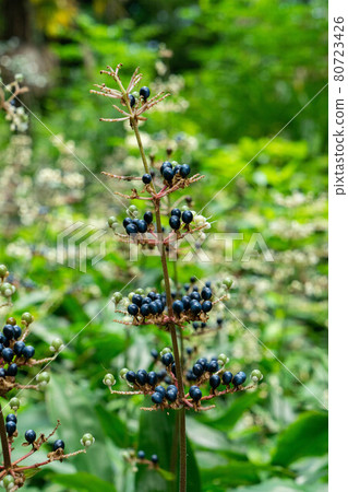 Pollia japonica bush 80723426