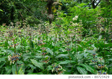 Pollia japonica bush 80723429