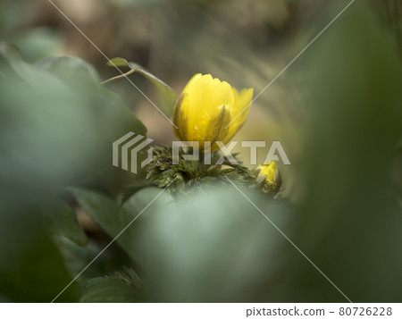 Yellow world of Adonis ramosa [Flowers / Plants] 80726228