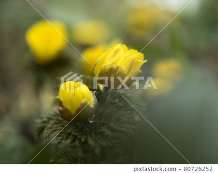 Adonis ramosa的黃色世界[花/植物] 80726252