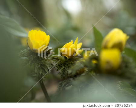 Yellow world of Adonis ramosa [Flowers / Plants] 80726254