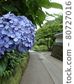 A hydrangea 80727016