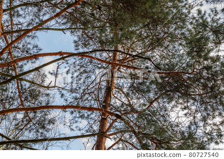 The branches of pine on blue sky background 80727540