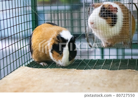 Two red Guinea pig in a cage close up Two red Guinea pig in a cage close up 80727550