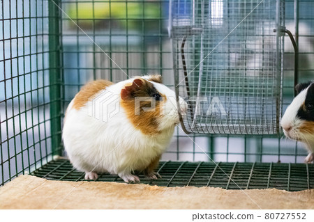 Red Guinea pig in a cage close up Red Guinea pig in a cage close up 80727552