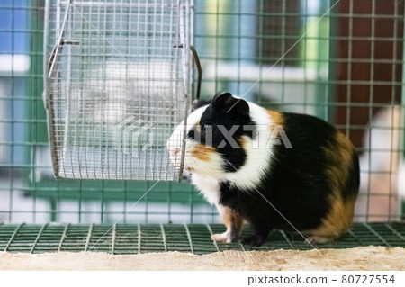 Red Guinea pig in a cage close up 80727554