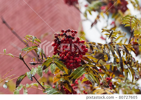 Red rowan berries on a branch with yellow leaves 80727605