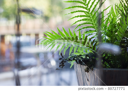 Plant home fern on the windowsill and white light bulbs garlands Plant home fern on the windowsill and white light bulbs garlands 80727771