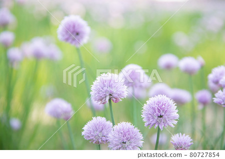 [Nakafurano Town, Hokkaido] Farm Tomita Chives June 80727854