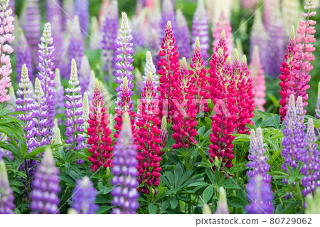 [北海道上富良野町] Flower Land 上富良野羽扇豆六月 80729062