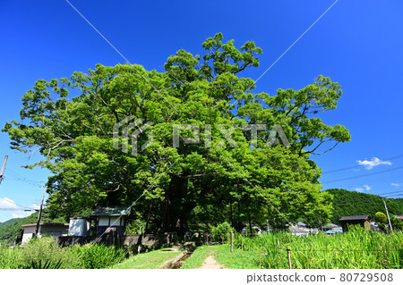 野馬的大櫸樹藍天 野馬的大櫸樹藍天 80729508