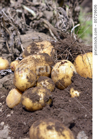 收穫土豆。在地上部分枯萎並且天氣持續之後，是時候進行挖掘了。菜園、田地、蔬菜、根菜類圖片素材 80729606