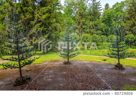 Fountains-crackers Fir trees in lower park of Peterhof in St. Petersburg, Russia 80729808