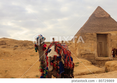 Camel on the Giza pyramid background Camel on the Giza pyramid background 80729869