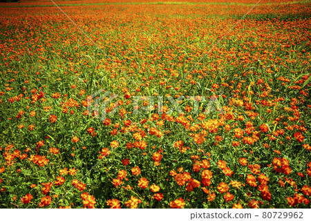 山中湖村花城公園黃花波斯菊盛開 山中湖村花城公園黃花波斯菊盛開 80729962