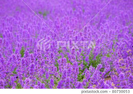[Kamifurano-cho, Hokkaido] Blue Cat Mint in Hinode Park June 80730053