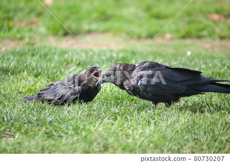 Two black crows arguing on the lawn Two black crows arguing on the lawn 80730207