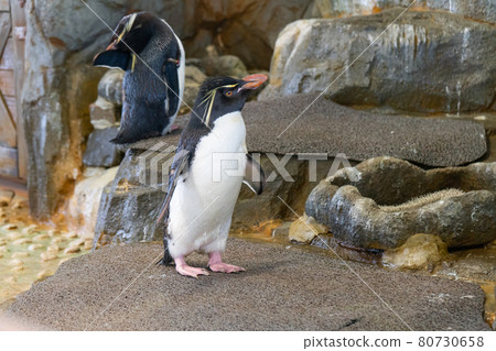 Minami Rockhopper Penguin (Kaiyukan) Minami Rockhopper Penguin (Kaiyukan) 80730658