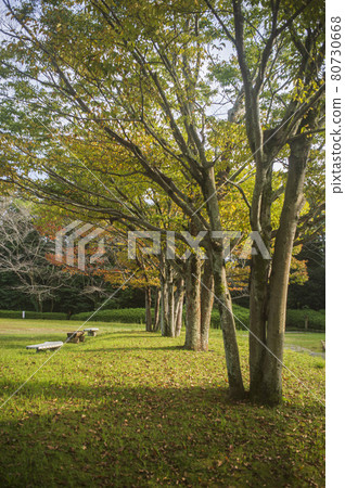 秋季森林公園 秋季森林公園 80730668