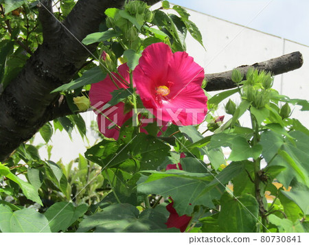 Large American hibiscus flowers at Kojima Flower Garden 80730841