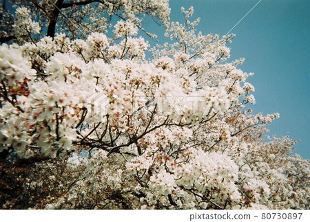 Cherry Blossoms	 80730897
