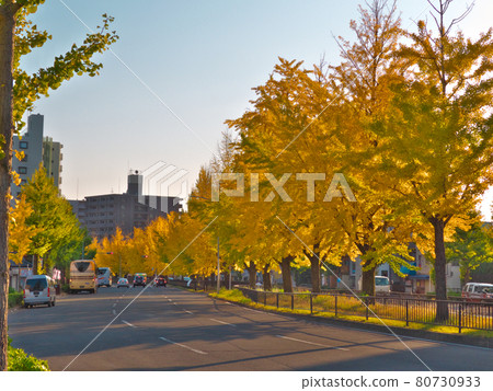 A row of yellow-leaved ginkgo trees in the middle of Horikawa-dori A row of yellow-leaved ginkgo trees in the middle of Horikawa-dori 80730933