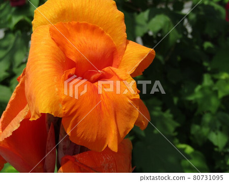 橙花美人蕉像大喇叭 80731095