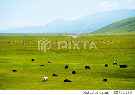 Winding rivers and meadows. Photo in Bayinbuluke Grassland in Xinjiang, China. Winding rivers and meadows. Photo in Bayinbuluke Grassland in Xinjiang, China. 80731189