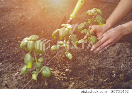 Hands of lady gardener are planting young green basil sprouts or plants in fertilized black soil. Sunlight, ground, small garden shovel. Close-up Hands of lady gardener are planting young green basil sprouts or plants in fertilized black soil. Sunlight, ground, small garden shovel. Close-up 80731492