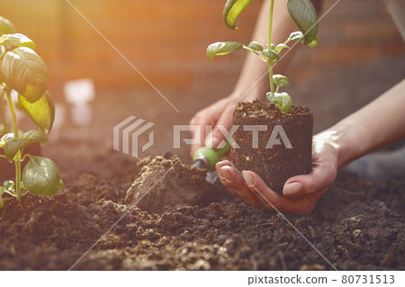 Hand of unrecognizable gardener is digging by small garden shovel and holding young green basil seedling or plant in soil. Sunlight, ground. Close-up Hand of unrecognizable gardener is digging by small garden shovel and holding young green basil seedling or plant in soil. Sunlight, ground. Close-up 80731513