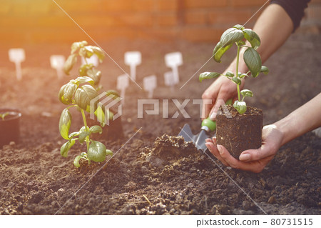 Hand of unknown gardener is using small garden shovel and holding young green basil seedling or plant in soil. Sunlight, ground. Close-up 80731515