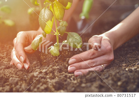 Hands of unknown lady are planting young green basil sprout or plant in fertilized ground. Sunlight, soil, small garden shovel. Close-up Hands of unknown lady are planting young green basil sprout or plant in fertilized ground. Sunlight, soil, small garden shovel. Close-up 80731517
